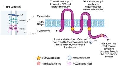 Antibody-mediated targeting of Claudins in cancer